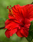 Organic Hibiscus Flower Powder For Hair
