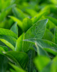 Organic Indigo Leaf Powder For Hair