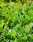 Organic Methi Seed Powder For Hair