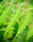 Organic Neem Leaf Powder For Hair