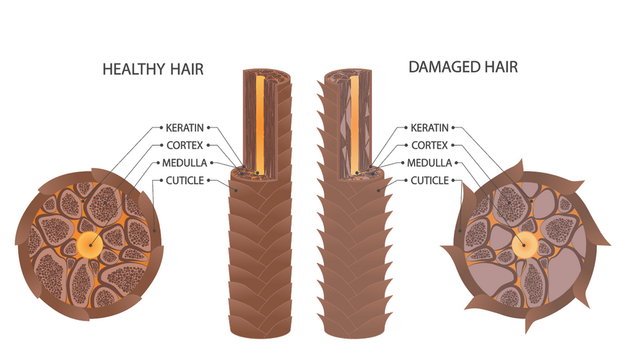 Healthy and Damaged Hair Structure