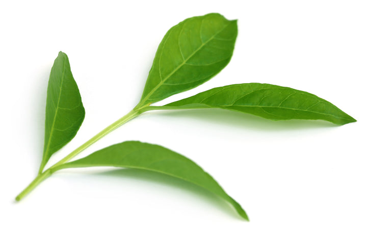 organic henna leaf