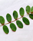 organic indigo leaf