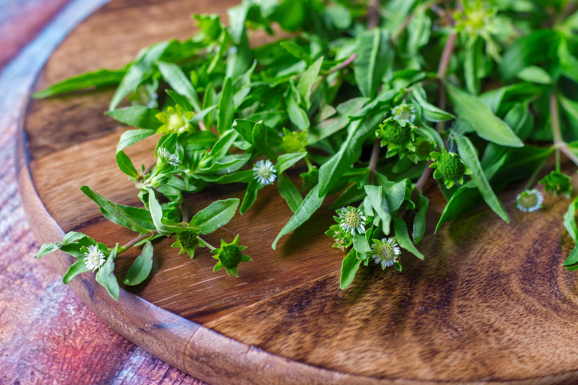 Organic Bhringraj Leaf Powder For Hair